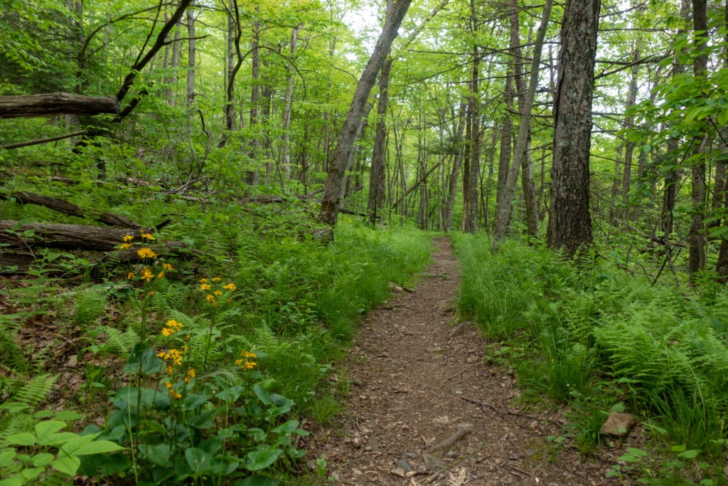 Shenandoah: Mill Prong Trail