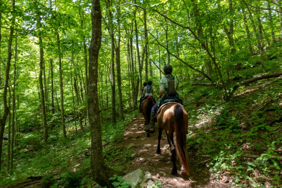 Shenandoah: Horses on Mill Prong Horse Trail