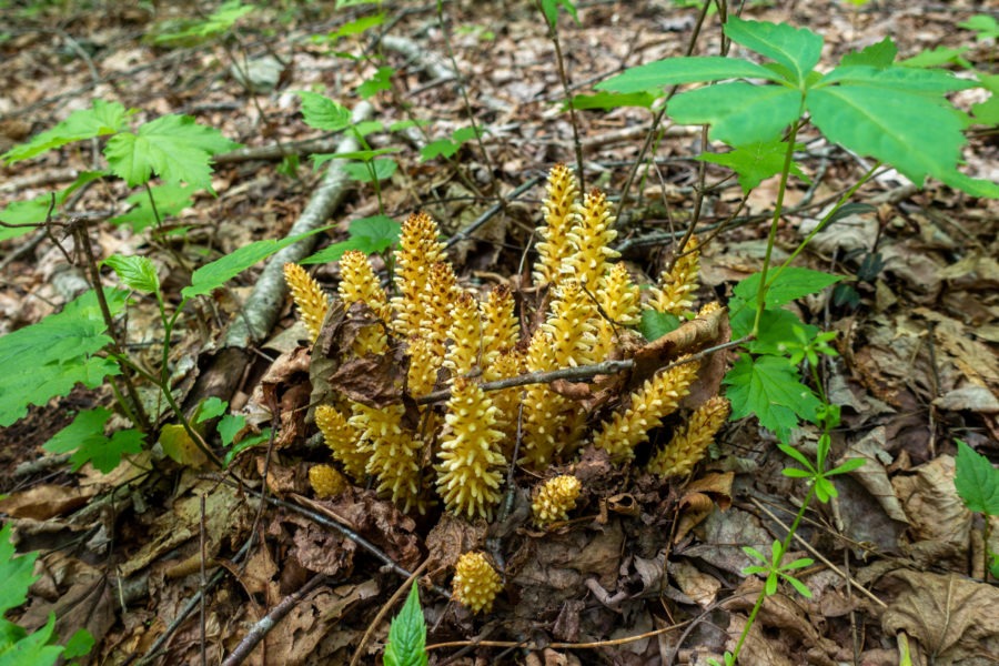 Shenandoah: Squawroot on Mill Prong Trail