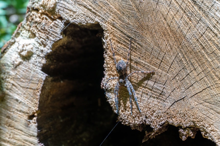 Shenandoah: Fishing Spider on Appalachian Trail