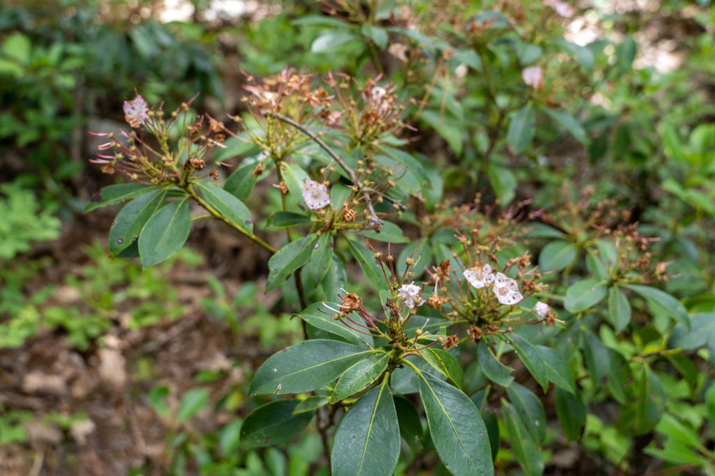 Shenandoah: Mountain Laurel in late June on the AT