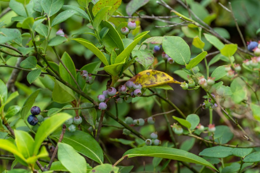 Shenandoah: Blueberries on Riprap Trail