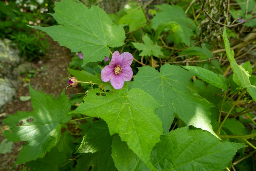 Shenandoah: Purple Flowering Raspberry on Riprap Trail