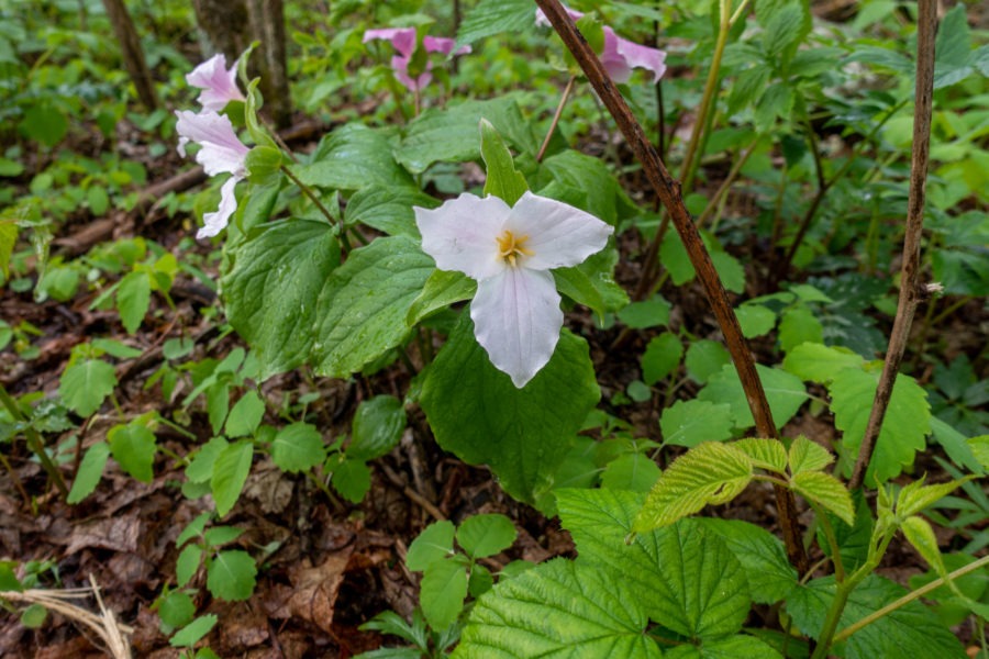 Shenandoah: Trillium on Appalachian Trail