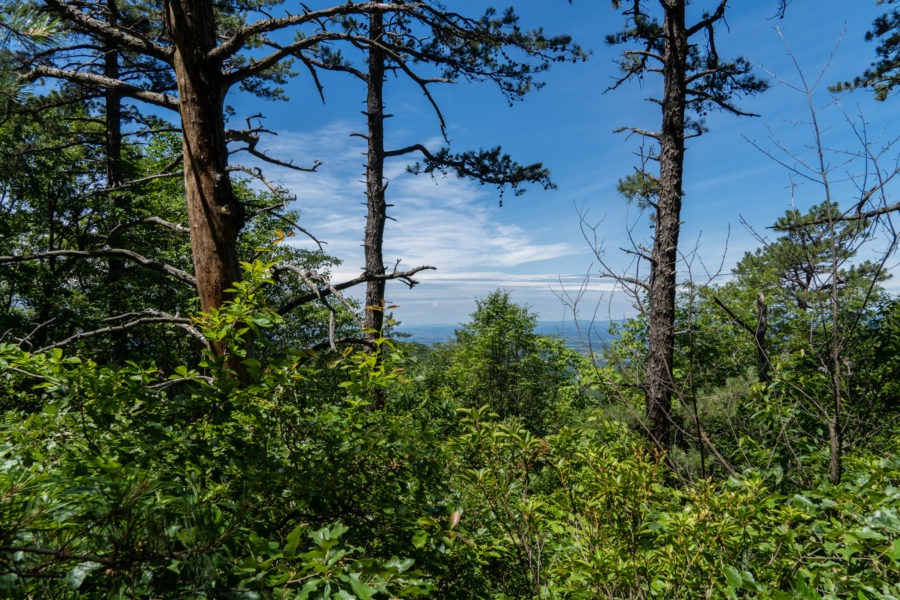 Shenandoah: View from Appalachian Trail near Wildcat Ridge Trail