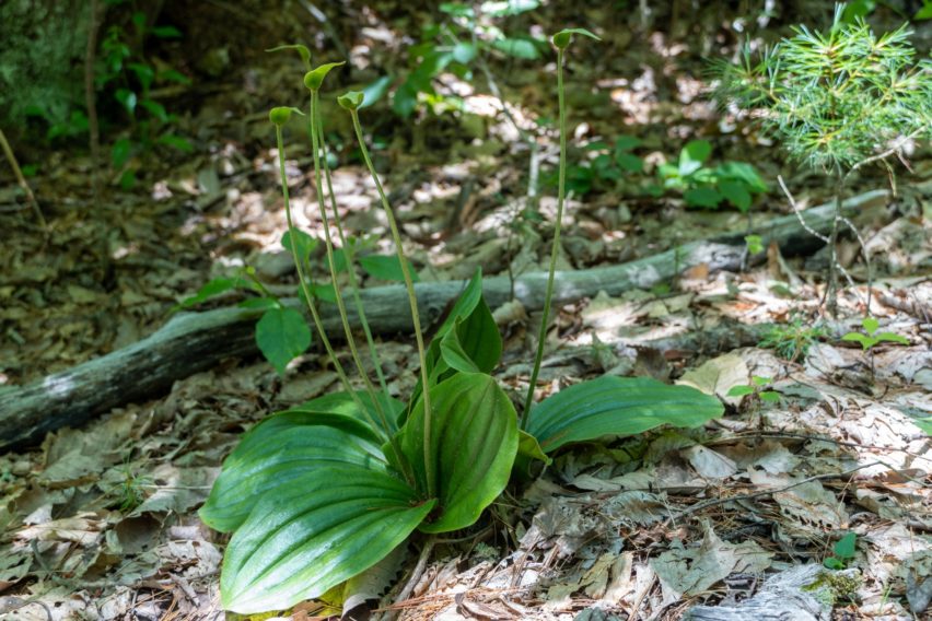 Shenandoah: Old Pink Lady's Slipper on Hazel Mountain Trail