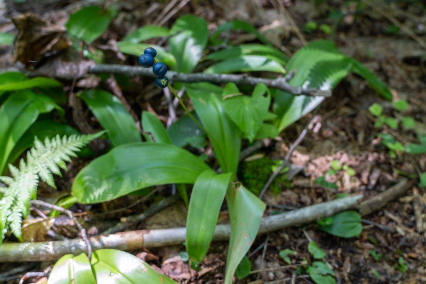 Shenandoah: Yellow Clintonia Fruit on Catlett Spur Trail