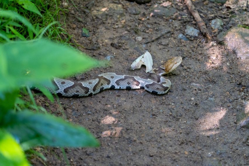 Shenandoah: Copperhead Snake on White Rocks Trail