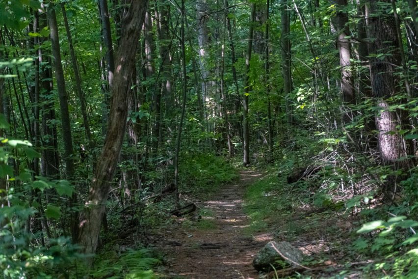 Shenandoah: Hazel Mountain Trail