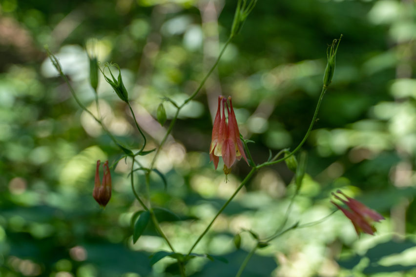 Shenandoah: Wild Columbine on Hazel River Trail