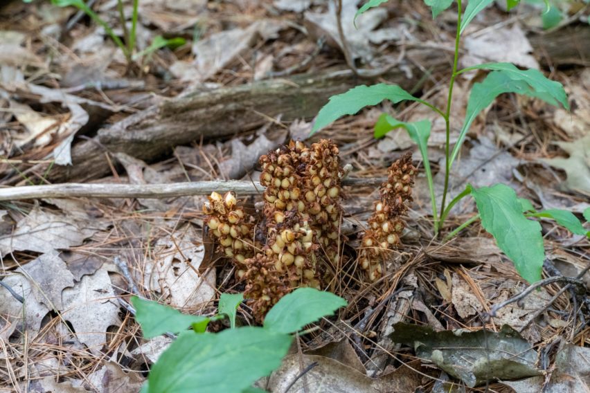 Shenandoah Squawroot on Hannah Run Trail
