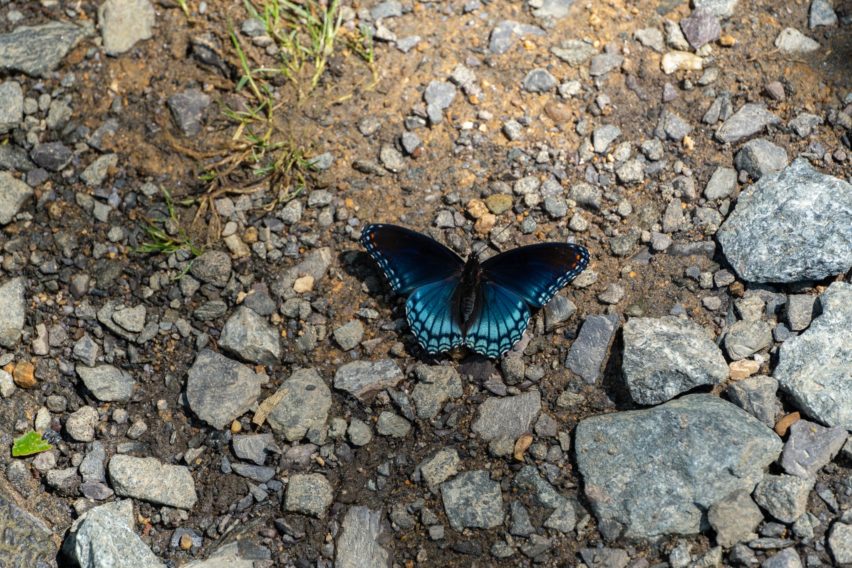 Shenandoah: Red-spotted Purple Butterfly on Nethers Road