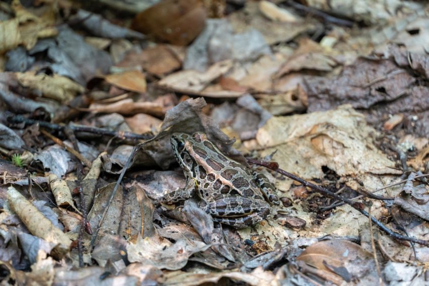 Shenandoah: Pickerel Frog on Hazel Mountain Trail