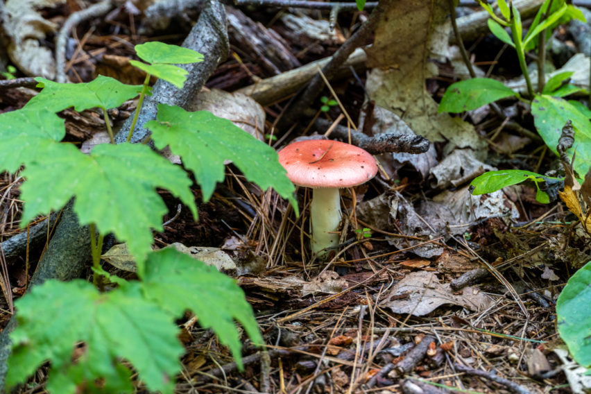 Shenandoah: Red Capped Mushroom on Hazel Mountain Trail