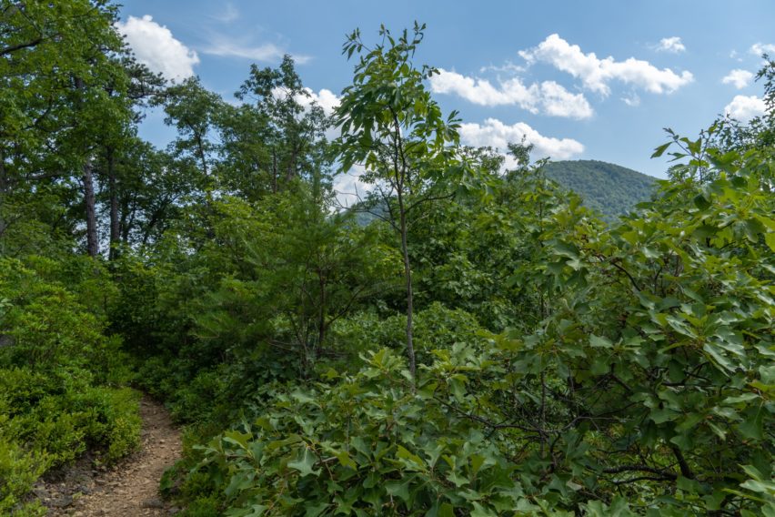 Shenandoah: View From White Rocks Ridgeline