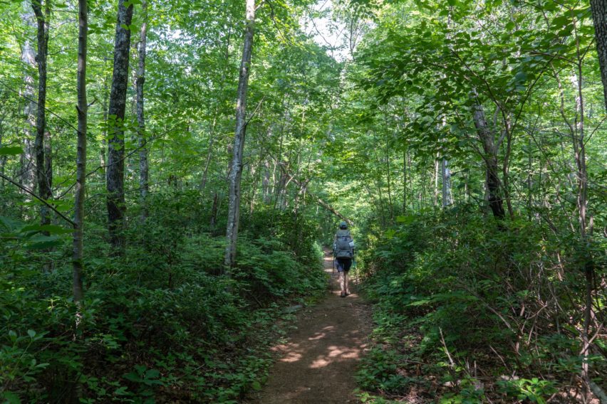 Shenandoah: West on White Rocks Trail