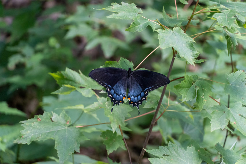 Shenandoah: Spicebush Swallowtail on White Rocks Trail