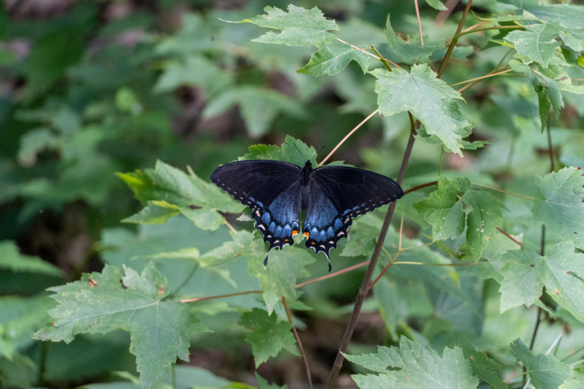 Shenandoah: Spicebush Swallowtail on White Rocks Trail