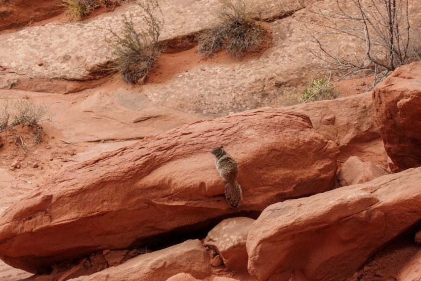 Arches: Rock Squirrel on Tower Arch Trail